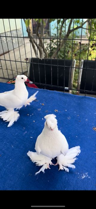 Белый пара плод есть