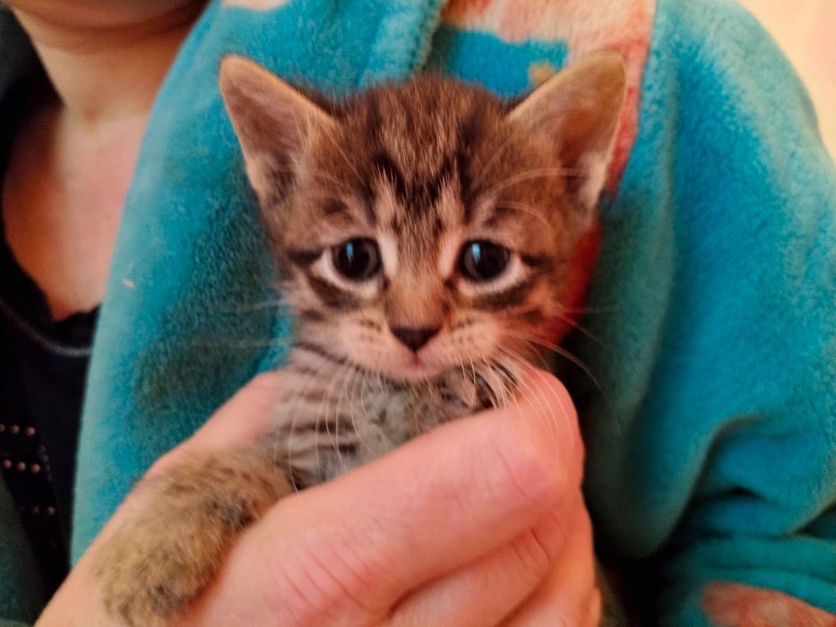 Продам малышей в добрые руки