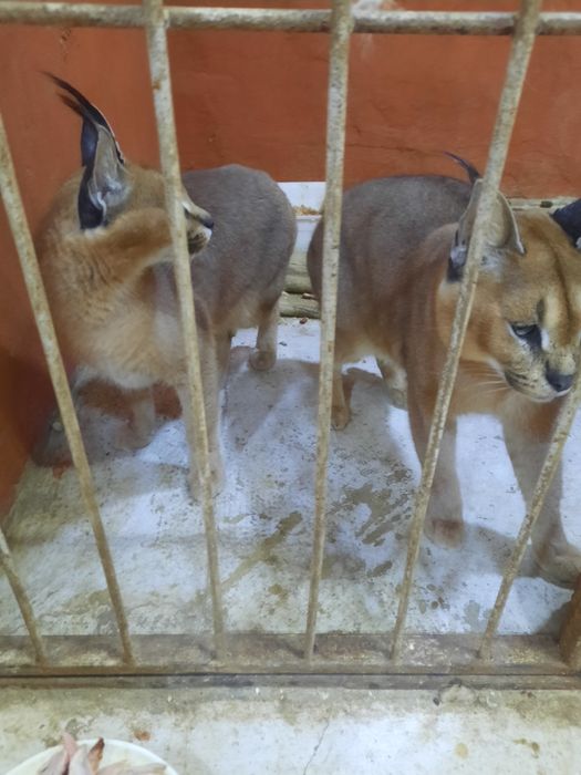 Срочная продажа, пара