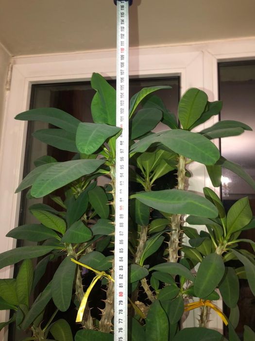 Цветок-молочай.Молочай