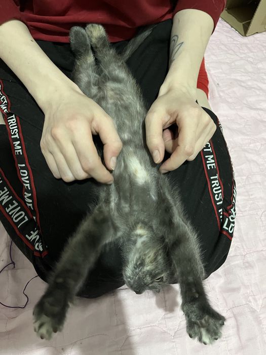 Отдам котенка в добрые руки