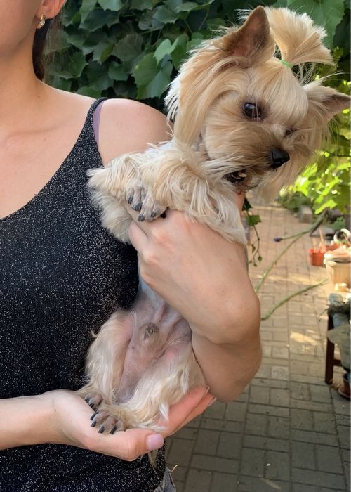 Йоркширский терьер вязка