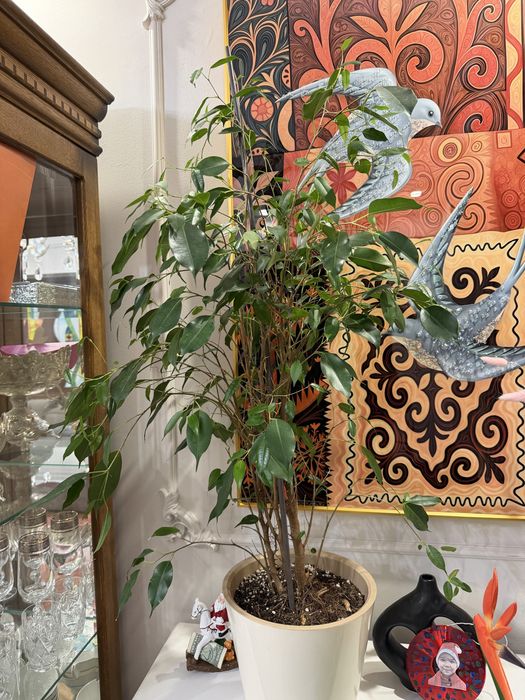 Домашние цветы в хороших грунтах