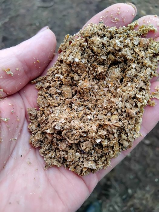 Ракушка кормовая.