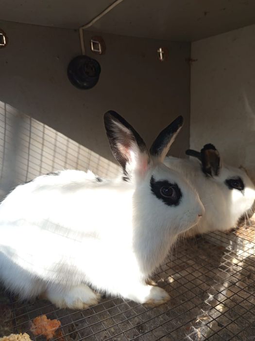 Продам срочно кроликов