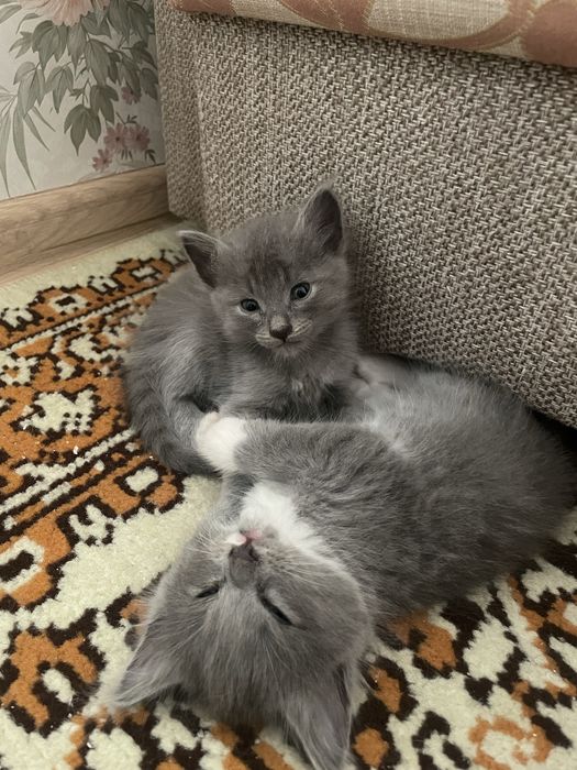 Отдам котят в добрые руки