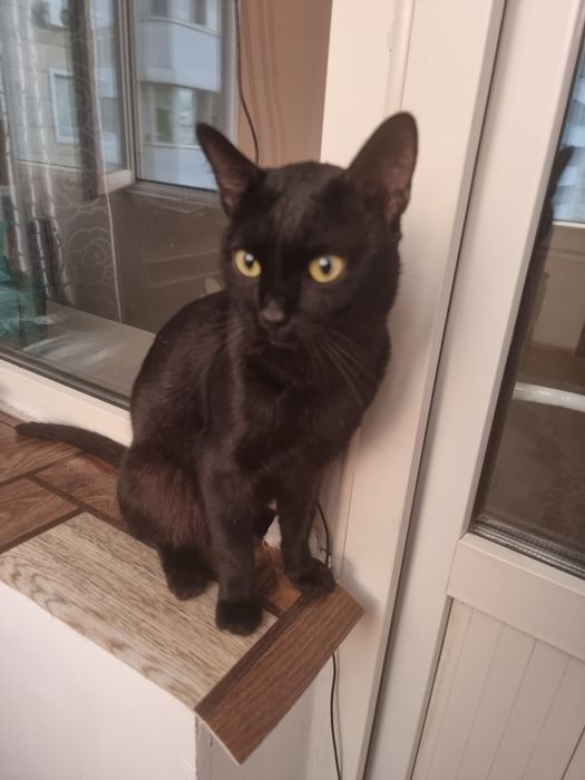 Ищем дом для кота