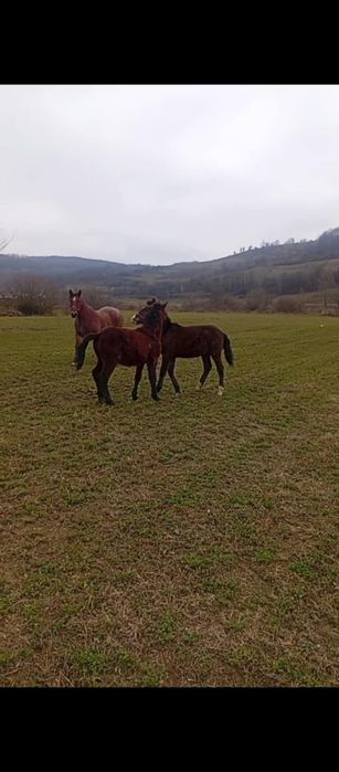 Vand iapa buna de căruț și doi mânji