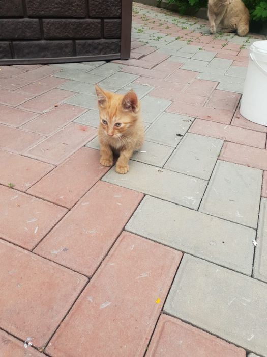 Отдам котят в добрые руки