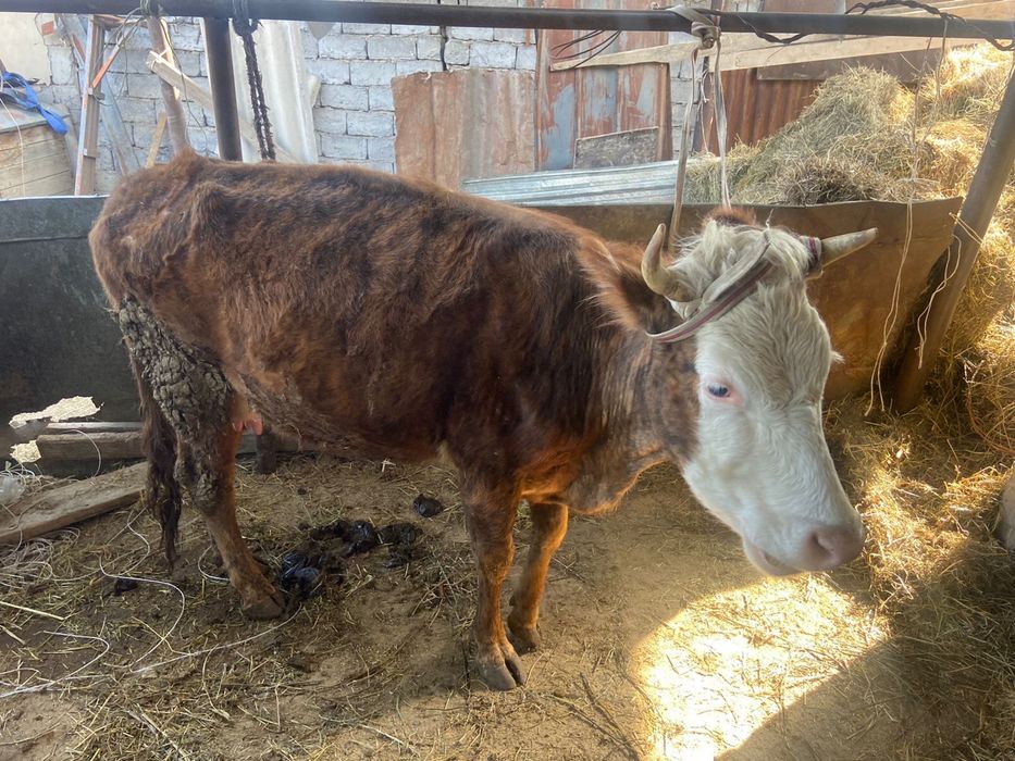 Продам коров хорошие дойные