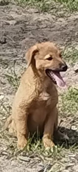 В очень добрые руки