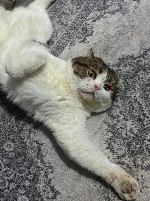 Mushuk bolalari котята