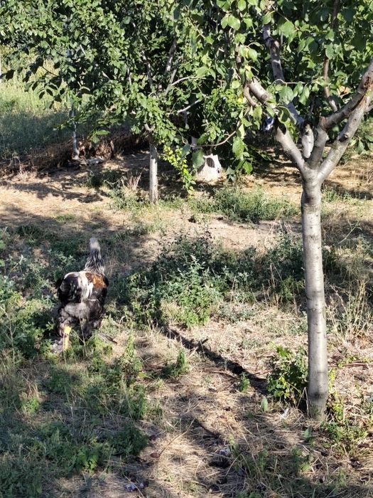 Cocoși tineri de rasă și metiși