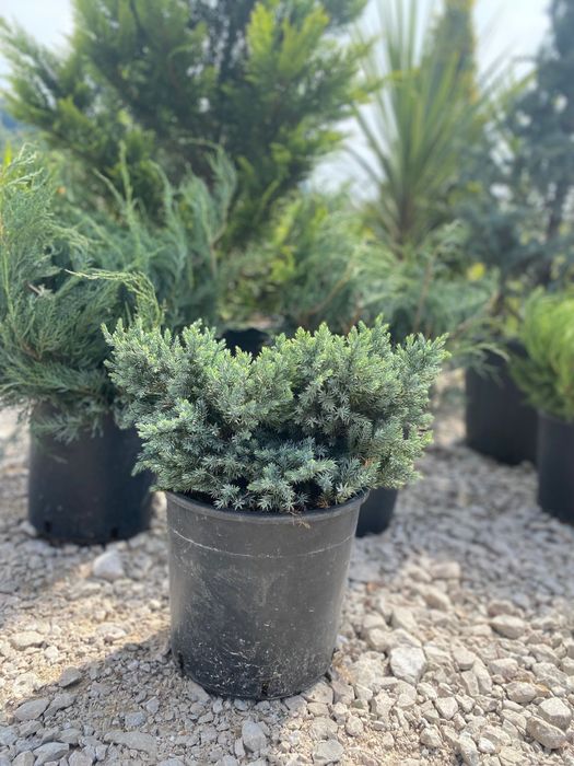 Plante ornamentale de cea mai buna calitate