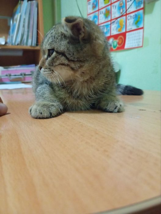 Продаётся котёнок двухмесячный