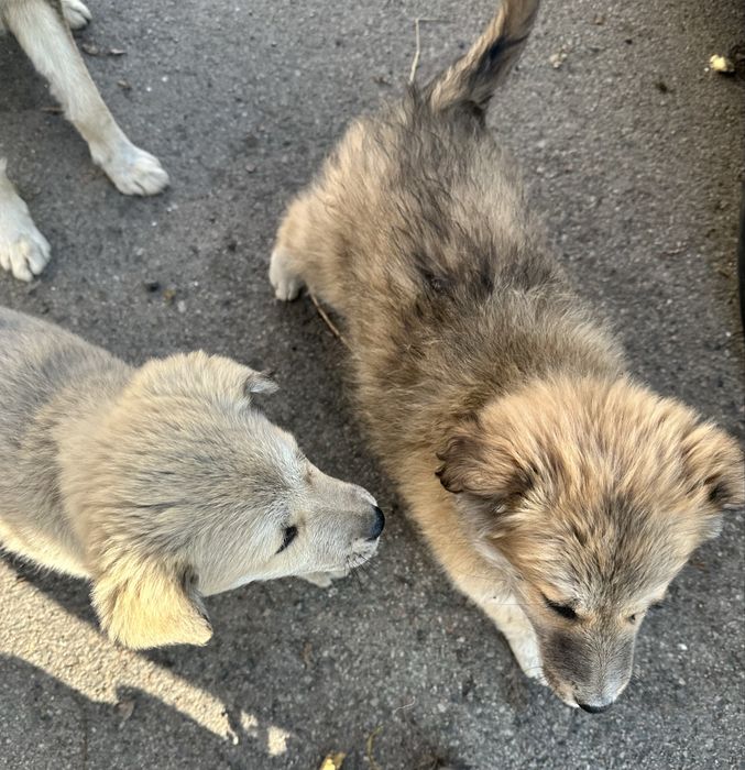 Отдам симпатичных щенков в добрые руки