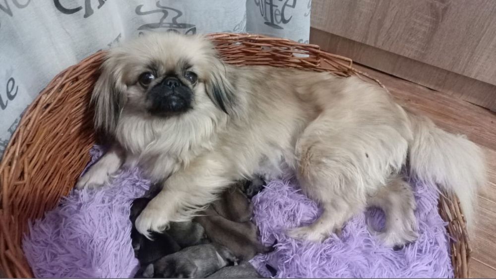 Продам пекинеса