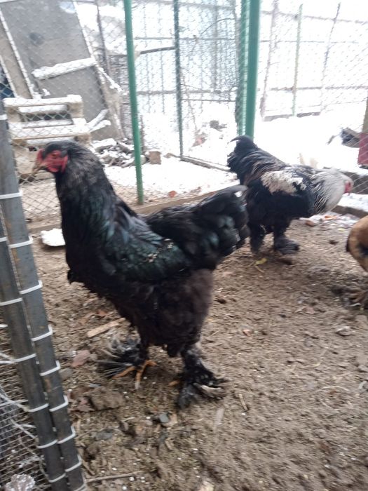 Продаю петушков породистых.