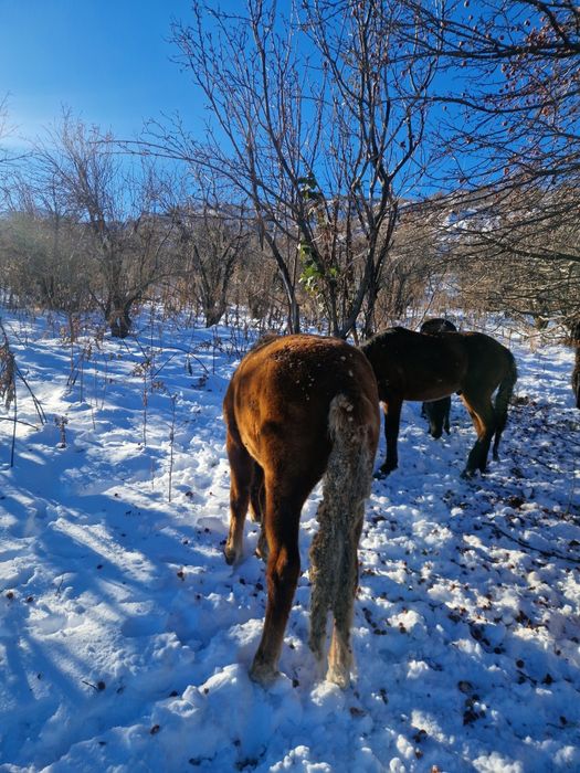Лошади на согым.