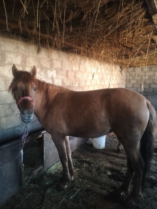 Семіз байтал сатылады