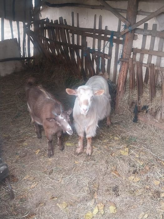Vând 2 capre  de detalii în privat