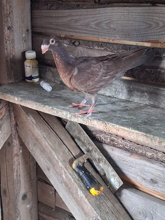 Porumbei de vânzare