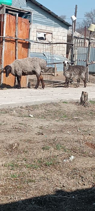 Гиссар кой сатылады