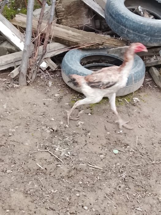 Дакан июньский мекен бар