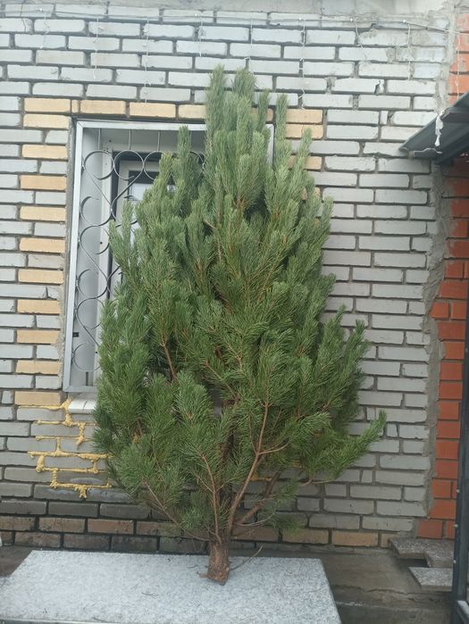 Новогодние ёлочки