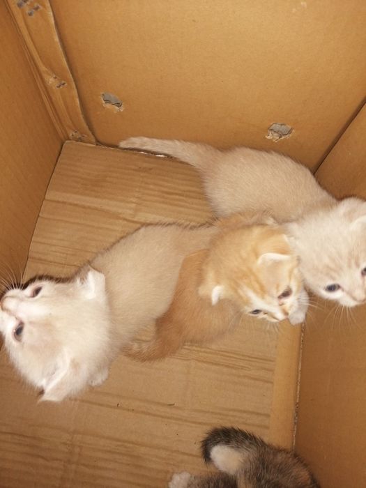 Продаются котята карликовый скотиш - фолд