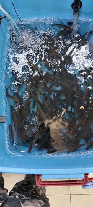 Живец плотва, пескарь