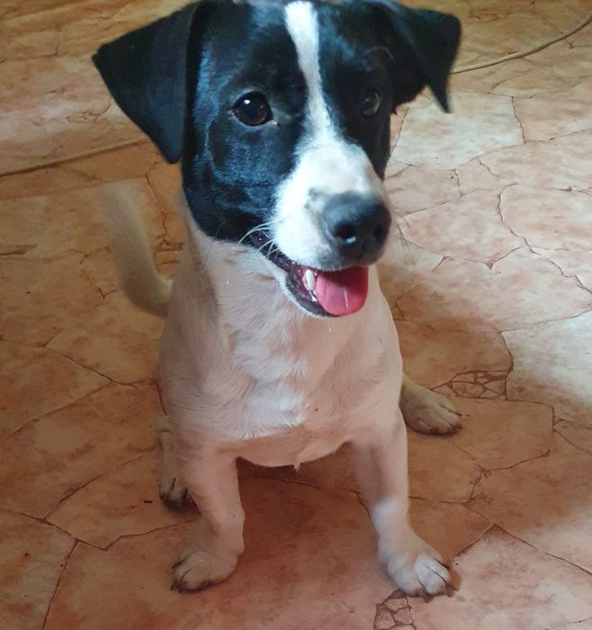 Джек Рассел Терьер (кобель для вязки)