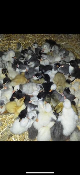 boboci de rata corolata