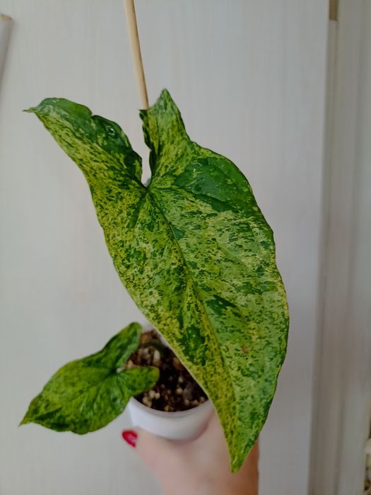 Продажа Сингониумов