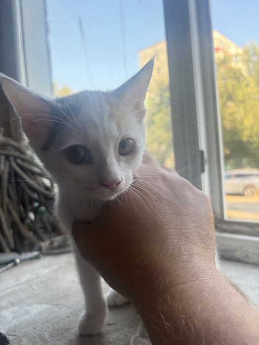 Котята бесплатно, корм в подарок!