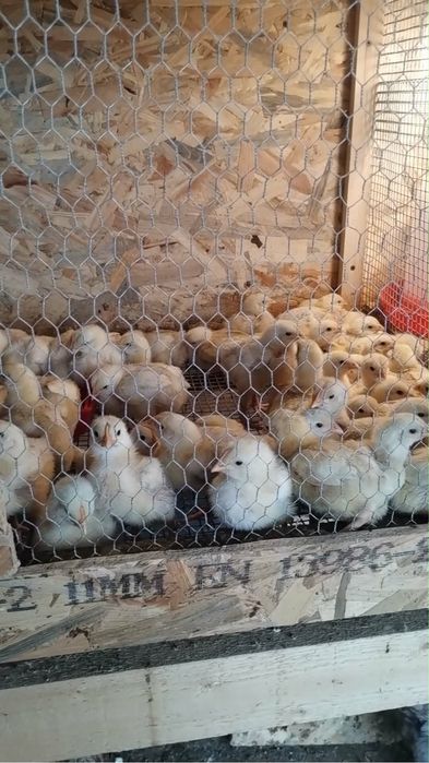 Продавам пиленца Жълто Пиле ДЮК