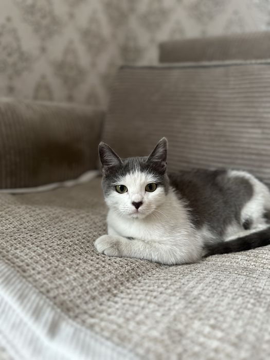 Котенок ищет любящих хозяев