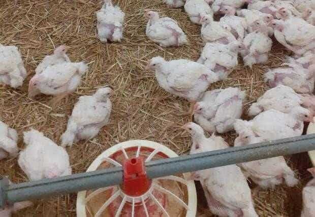 Rațe , Pui albi de carne, Pui Kabir rasa mixta