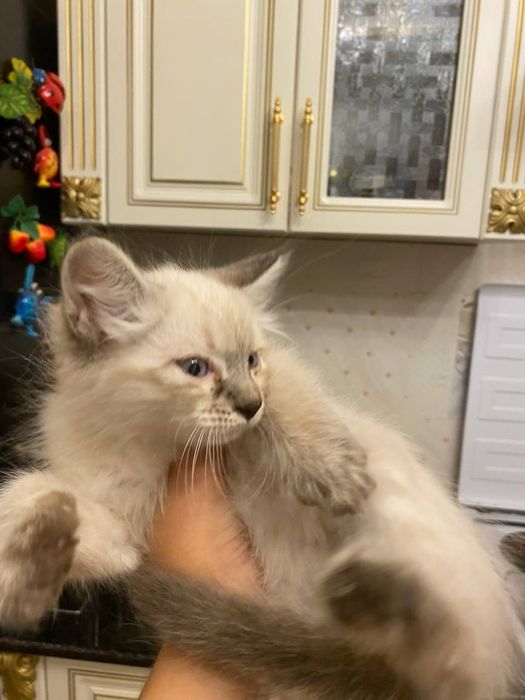 КОШКА Невская(1 месяц)