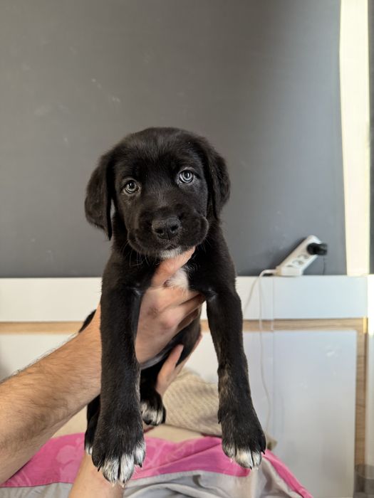 Дизайнерско Кане Корсо