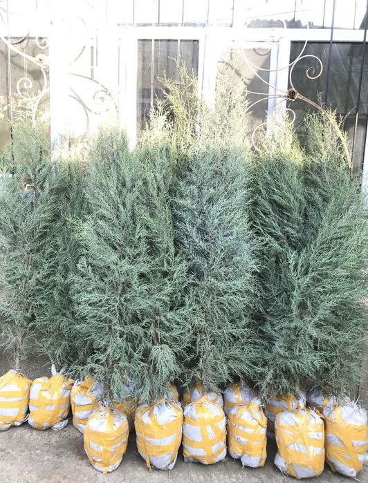 Саженцы всех видов