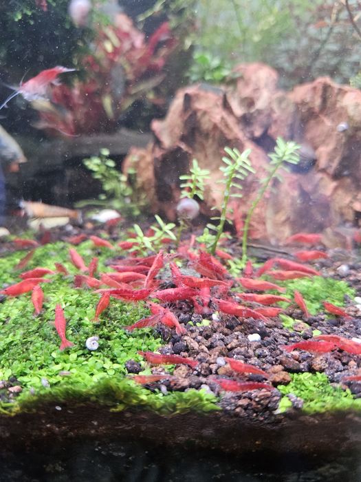 Creveti neocaridina sakura/red 10+1