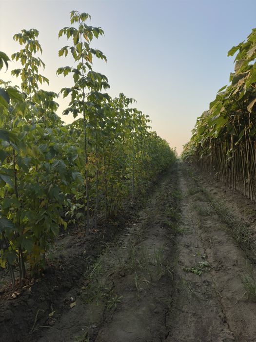 Katalpa Klyon Каталпа клён ясин сафора бор