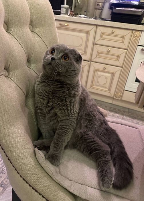 Продается котята