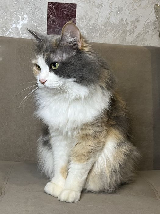 Отдаю кошек в добрые руки!