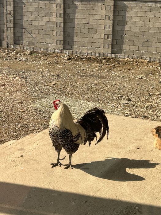 Петух породистый продается