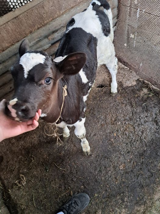 Disponibilă super vițelușă