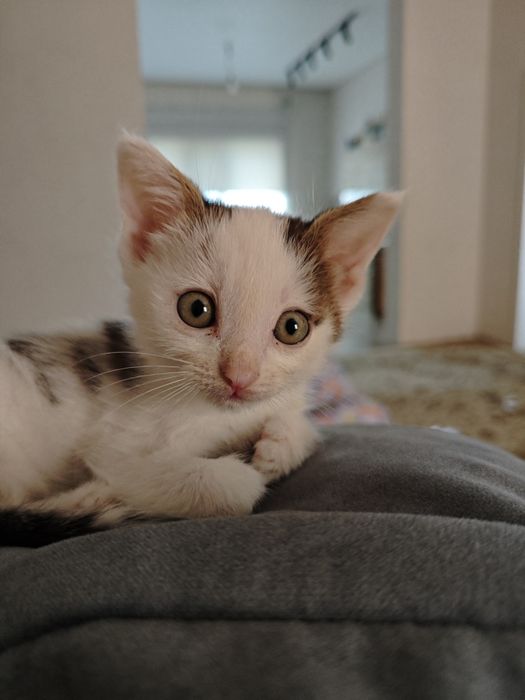 Отдам котёнка девочку
