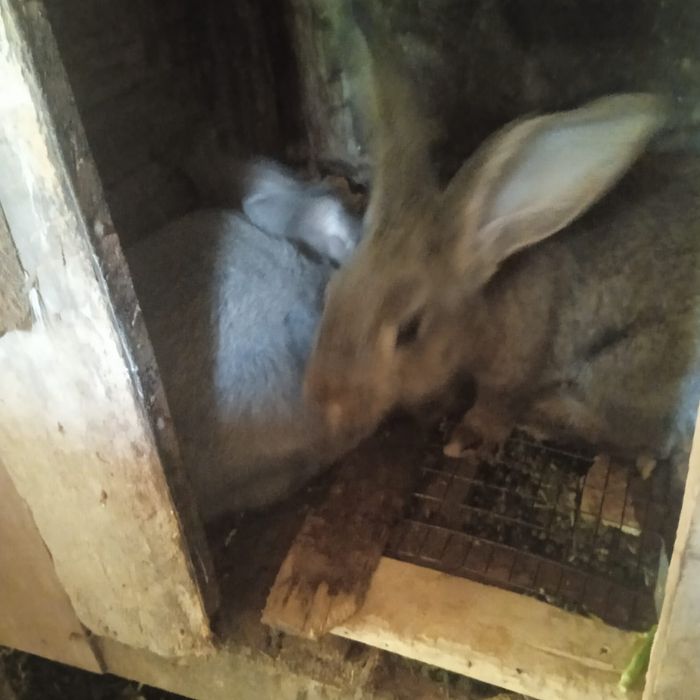 Крольчата породы великан