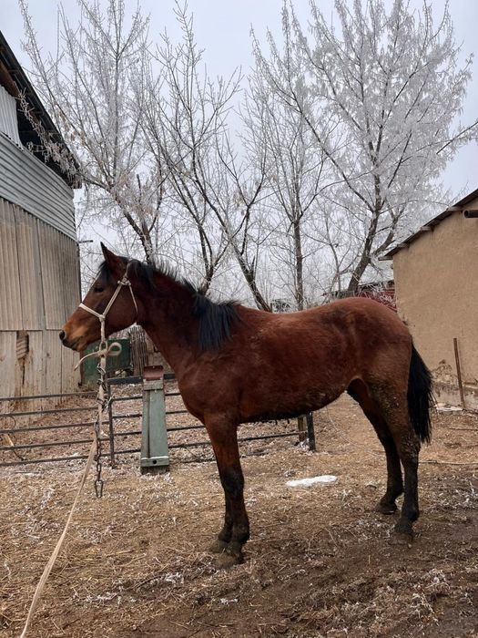 Жылқы Тай сатылады